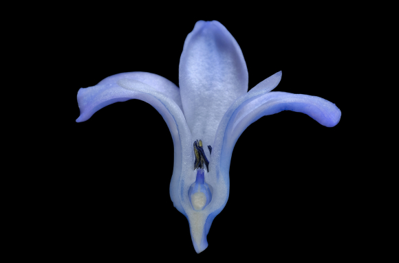 Jacinthe (Hyacinthus orientalis) - Fleur en CL